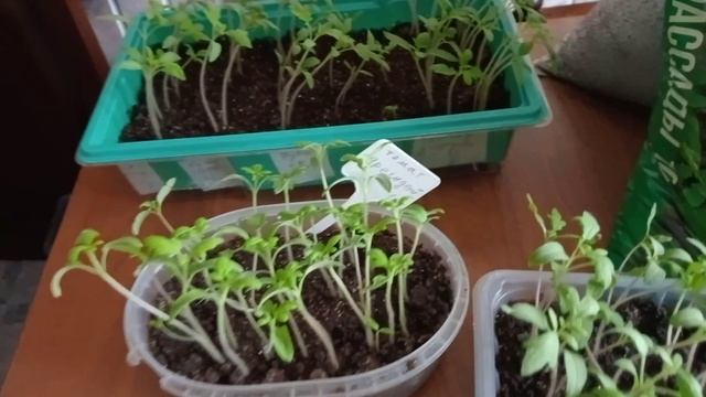 Занимаюсь пикированием рассады томатов. С нетерпением жду начала дачного сезона!