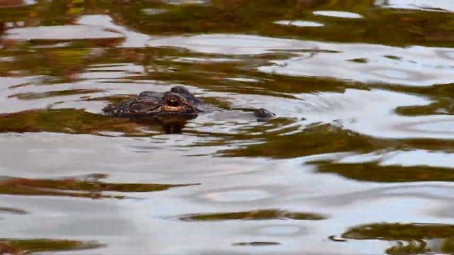 American Alligator in Merritt Island Salt Marsh in 4k Ultra HD