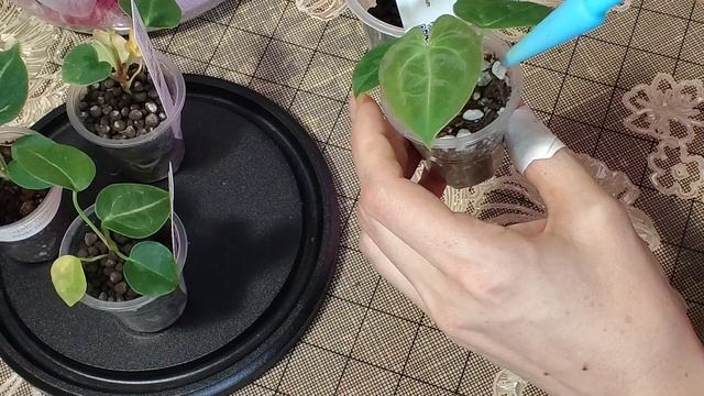 Мои антуриумы. Пересадка сеянцев.