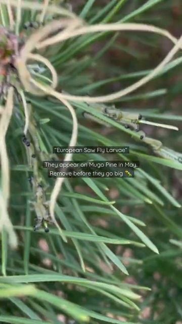 European Saw Fly Larvae on Mugo Pine