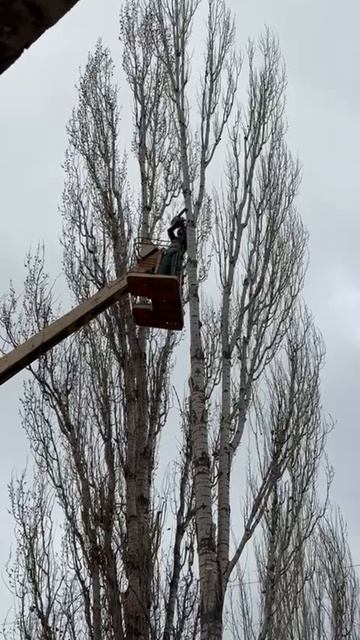 Вашему вниманию представляется профессиональный сервис по спилу и обрезке деревьев в Луганске!