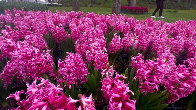 САДЫ ЯПОНИИ. ФЕСТИВАЛЬ ТЮЛЬПАНОВ НАРЦИССОВ САКУРА 2025 НА ОЗЕРЕ ХАМАНА