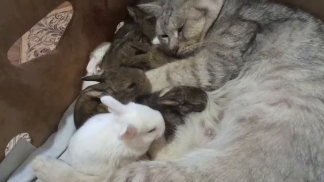 Кошка с крольчатами