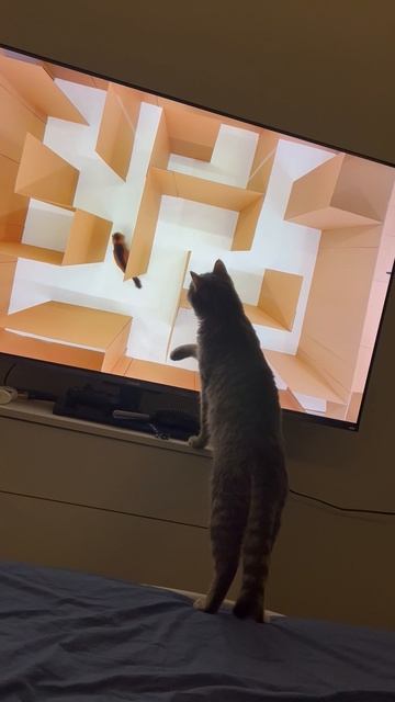 Милый котик смотрит телевизор и разговаривает 🐱