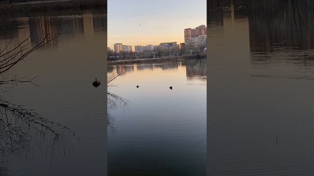 Уточки
