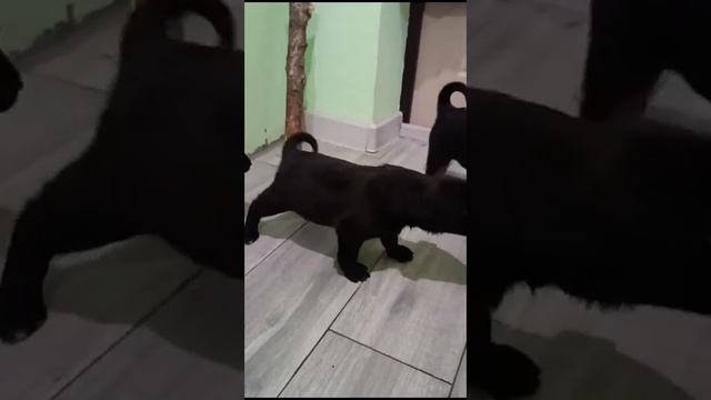 Время идет-щенки растут.