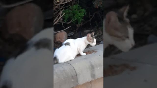 (15) 18 * 76 Котёнок Русик (Сержик) в этом уже разбирается NEXT