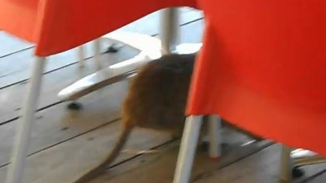 Quokka for lunch?