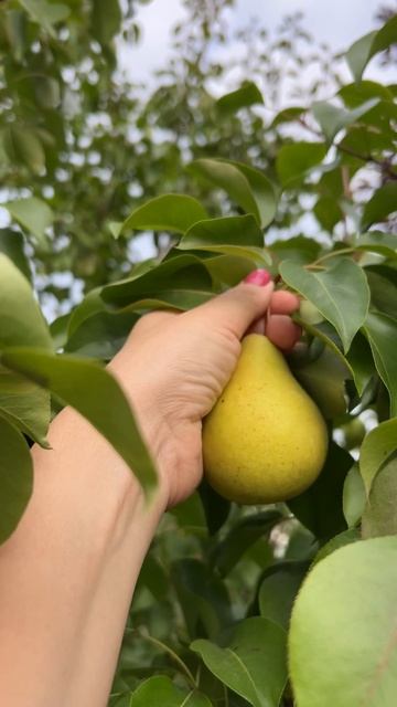 “Северное лето, южный вкус — груша Лада!”