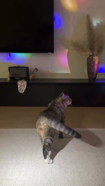 Котодэнс