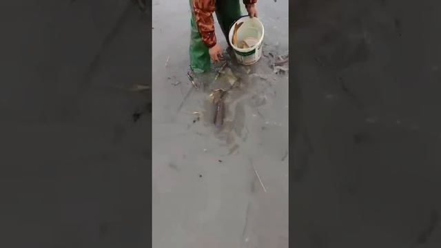 Baliq ovi suv tushib ketdi baliqlar kolmaklarda qolbi