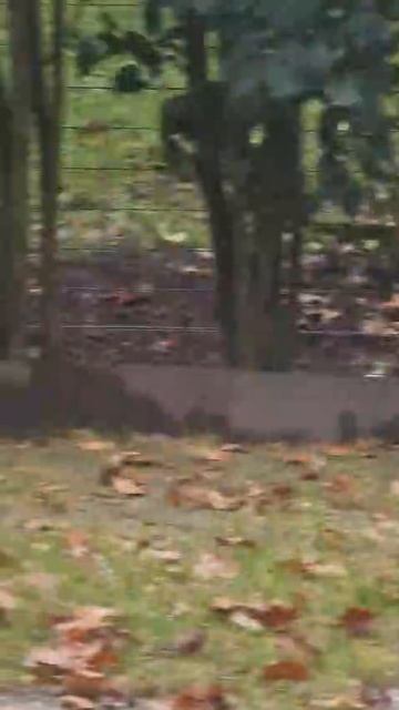 e6b7853e-af03-4faf-ae26-bf91320a9af1-1_all_1607.mp4