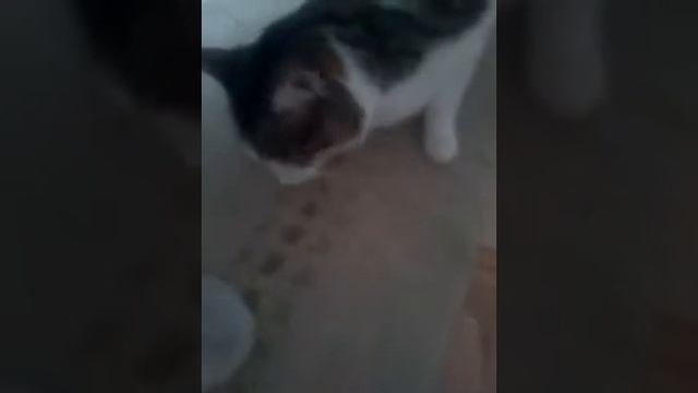 кошка тоже любит  картошку!!!