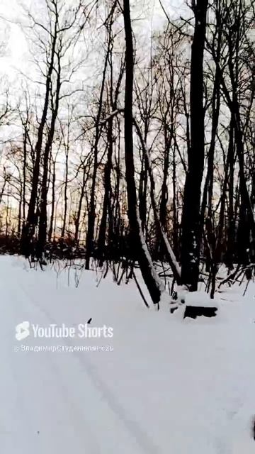 Мудрый Жириновский 🌅🏂⛷️