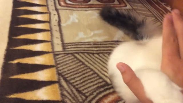 Я есть наглый кошка