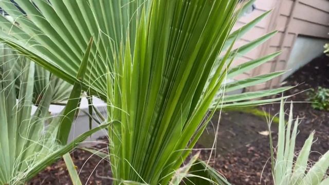 Washingtonia robusta almost through its first winter.