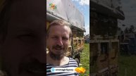 Пчёлы у меня добрые!
