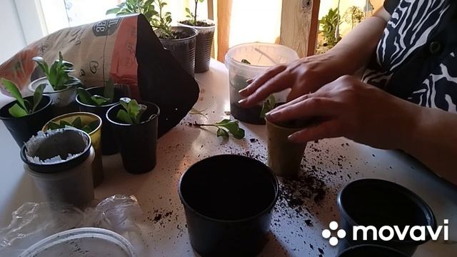 🌸🌷🌸Укоренились черенки Остеоспермума
Рассадила🌻🌻
Не руководство к действию, так делаю только Я