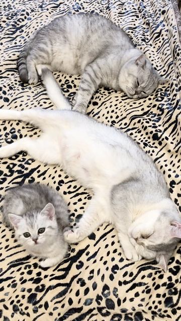 Котёнок кошки Кайли с мамой и папой котиком Маню.