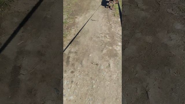 мая любимая сабак