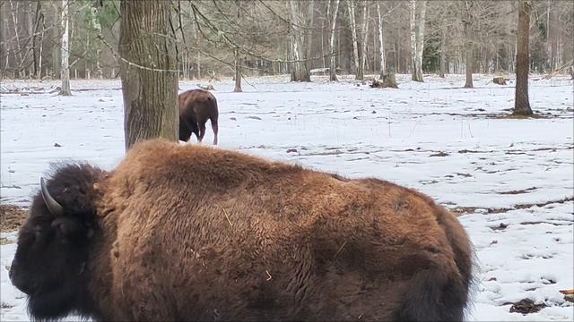 Зубры в заповеднике