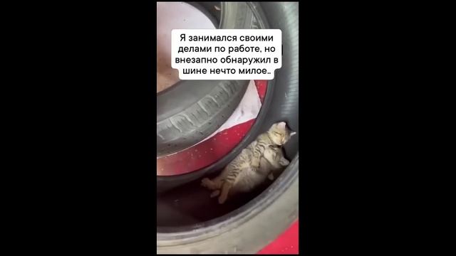 Котики спят в колесе - 2025 год