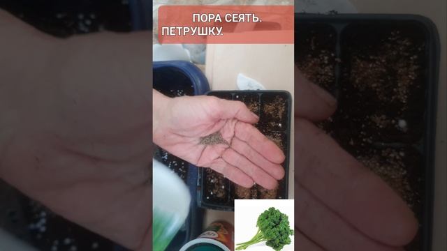 Пора сеять петрушку.