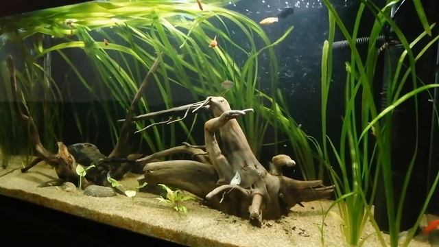 xiphophorus helleri рыба меченосец