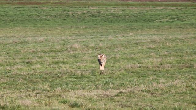coyote at william finely refuge, oregon.