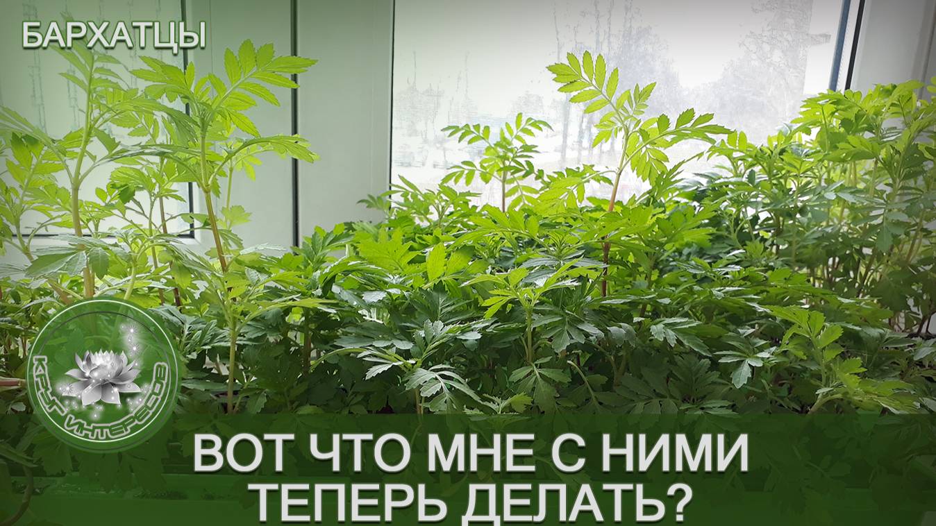 Бархатцы 2025
