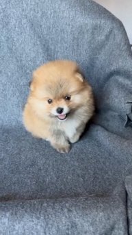 помераночка одна на миллион!