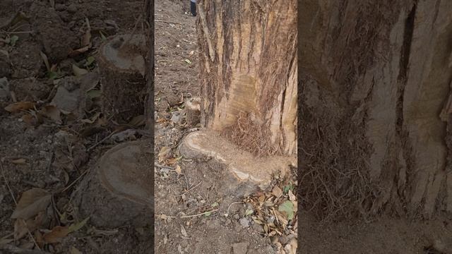 Как в Керчи уничтожают исторические деревья