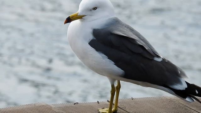 Чайка, Владивосток