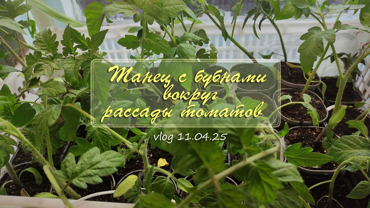 Танец с бубнами вокруг рассады томатов / Vlog Дача как есть 11.04.2025