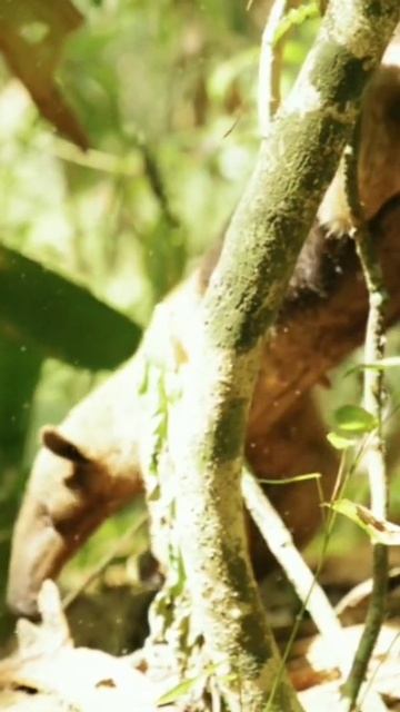Anteater facts #shorts facts in hindi ytshorts