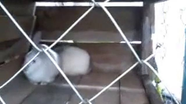 Клетка для временного содержания кроликов
