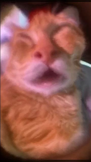 AWOO AWOO Cat жмых эффект