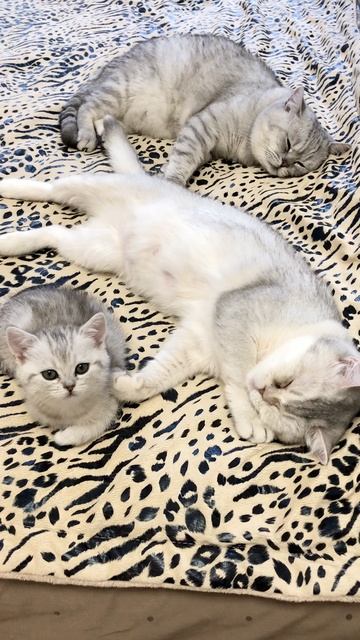 Котёнок кошки Кайли с мамой и папой котиком Маню.