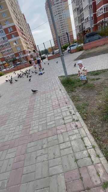 Голубей гонять