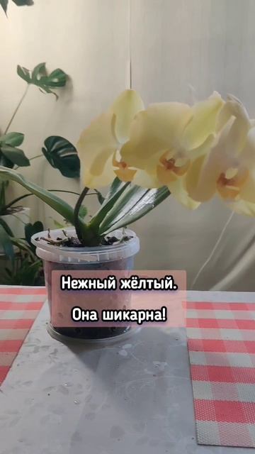 Зацвела орхидея