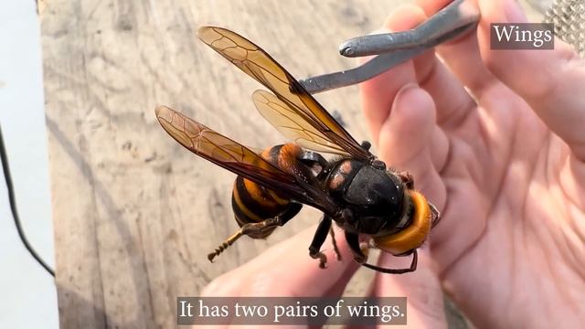 Giant Hornets Up Close: From Sting to Wing
