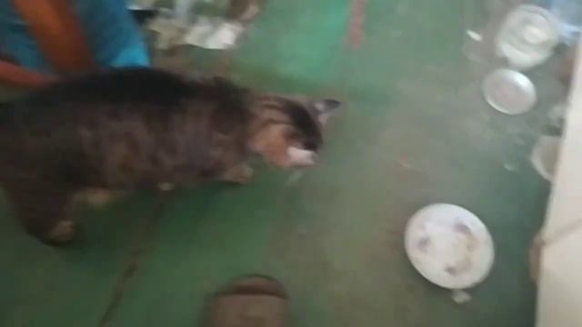 ПОЙМАЛ ПАУКА ПРИЛЕТЕЛИ ЛЕСНЫЕ ГОЛУБИ. ЖАРЕНЫЕ КАБАЧКИ СО СТОЛОВОЙ