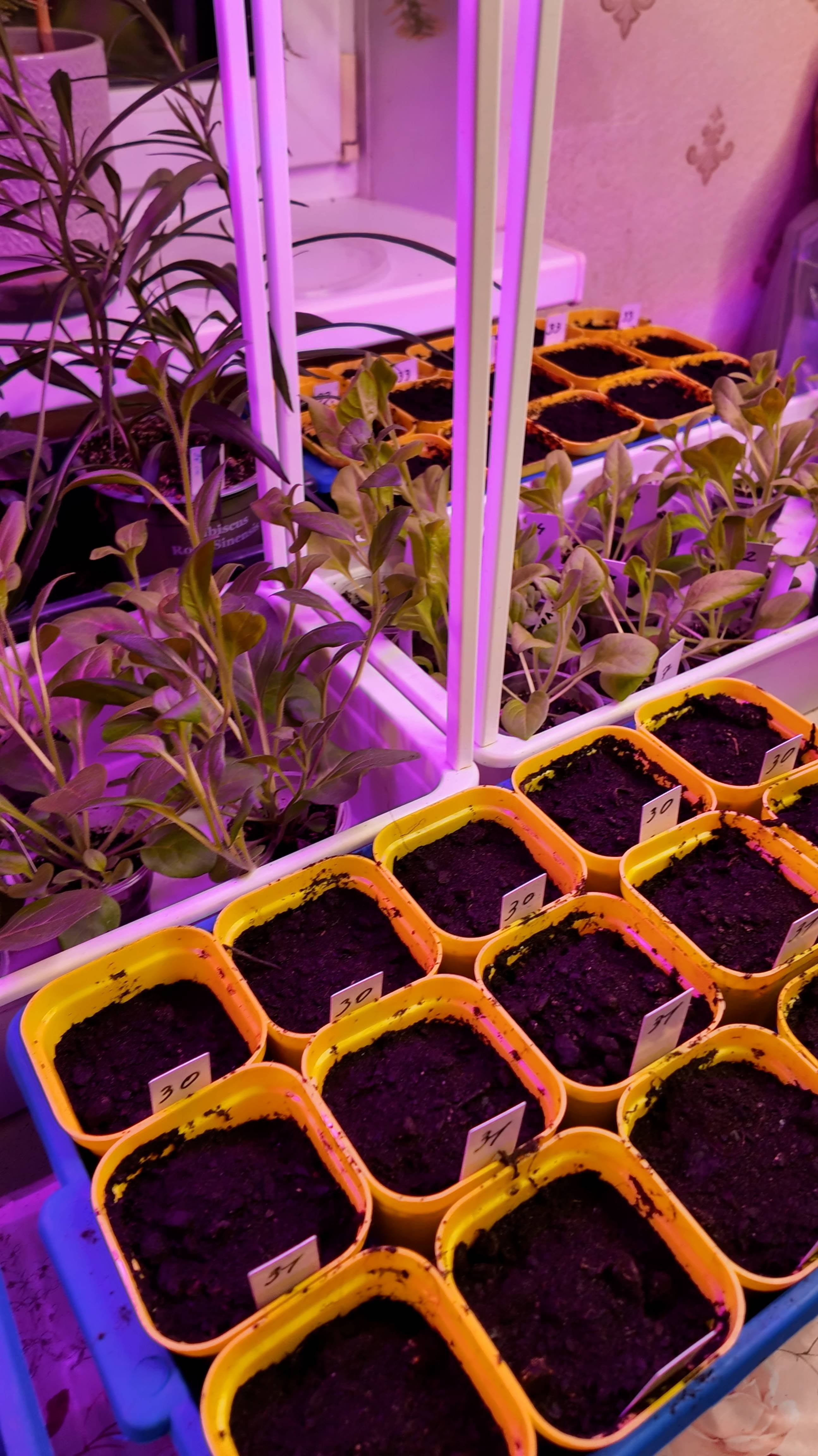 Супер крепкая рассада.