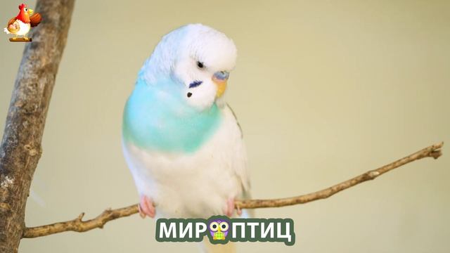 Мир птиц – красота и грация пернатых созданий Природы 🦩🦚🦜 Выпуск (28) 🦉🐦🐤