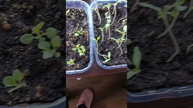 рассада 2025 года