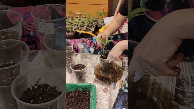 ПИКИРОВКА ПЕРЕРОСШЕЙ РАССАДЫ ПОМИДОР👍🔥