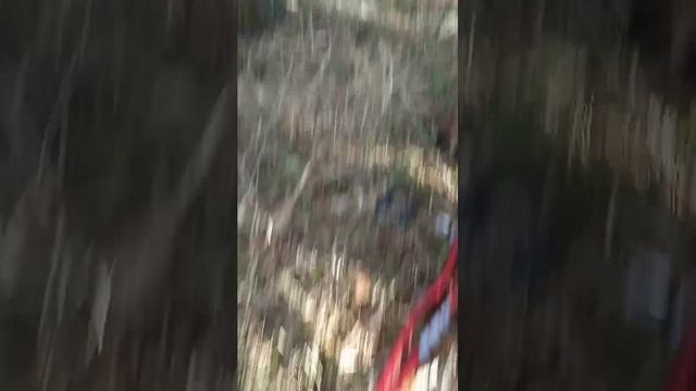 лес