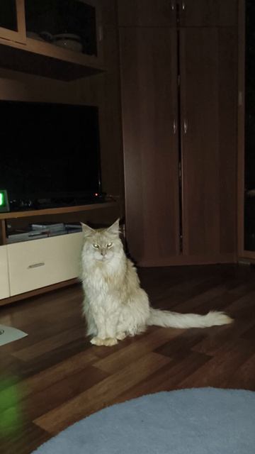 Кот гипнотизёр
