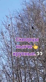 Скворушка из нашего скворечника