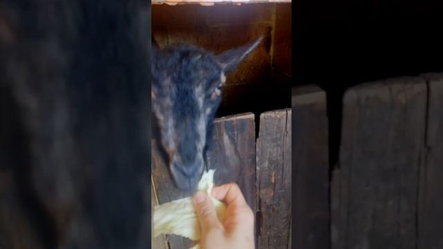 5 видео в одном видео